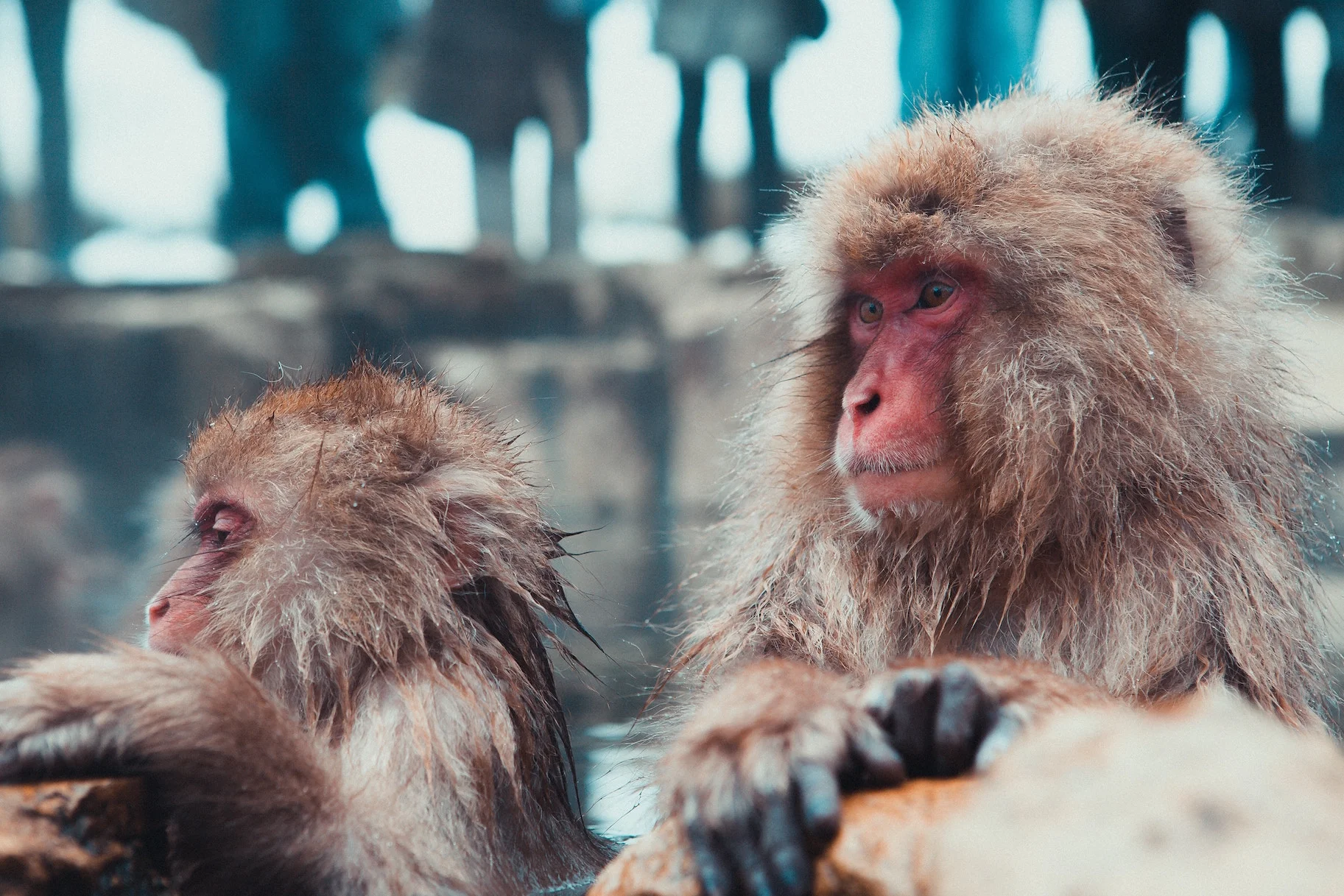 Snow monkeys near Akakura